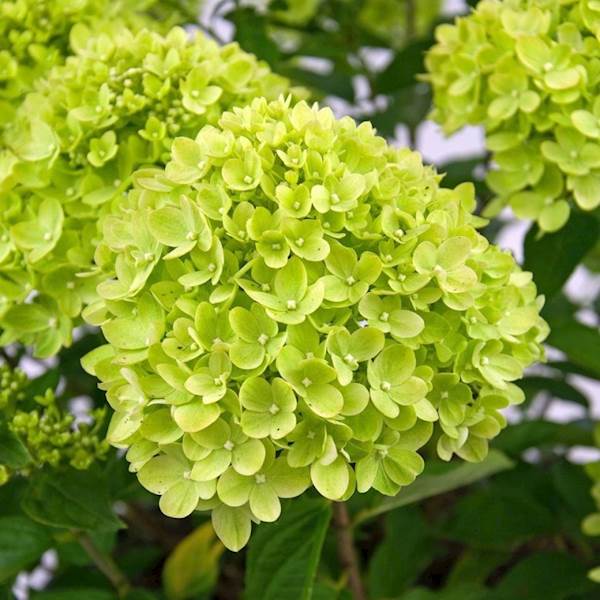 Hortensja bukietowa Limelight 3L
